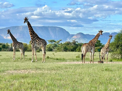 Vilagama Private Game Lodge Mookgopong Naboomspruit Limpopo Province South Africa Complementary Colors, Giraffe, Mammal, Animal, Herbivore