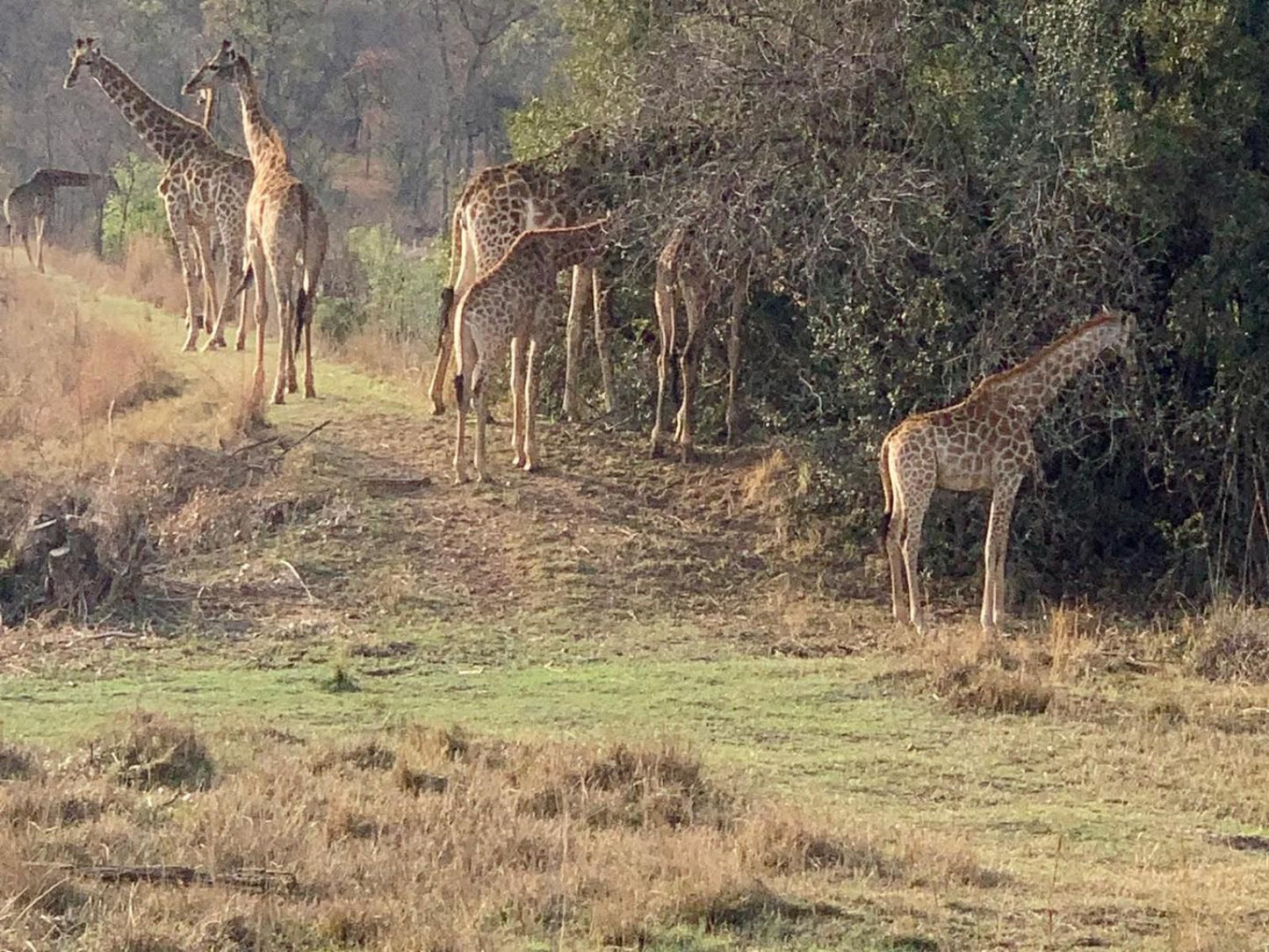 Vilagama Private Game Lodge Mookgopong Naboomspruit Limpopo Province South Africa Giraffe, Mammal, Animal, Herbivore