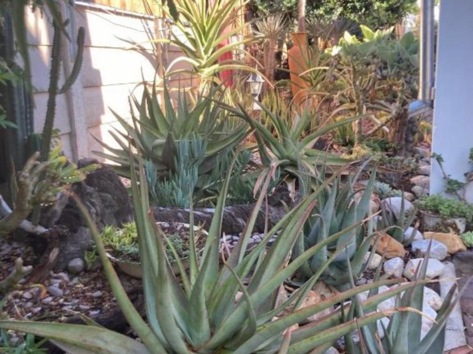 Villa Contessa, Cactus, Plant, Nature, Garden