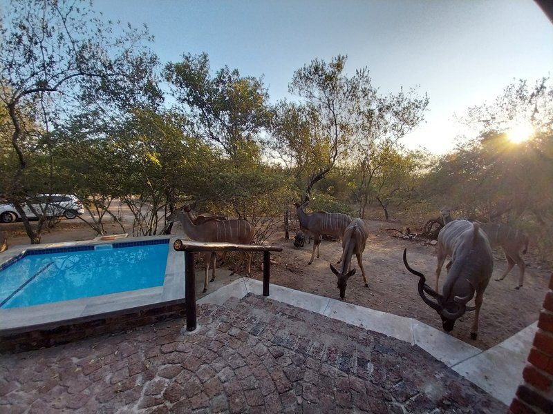 Villa De Leeu Marloth Park Mpumalanga South Africa Animal, Swimming Pool