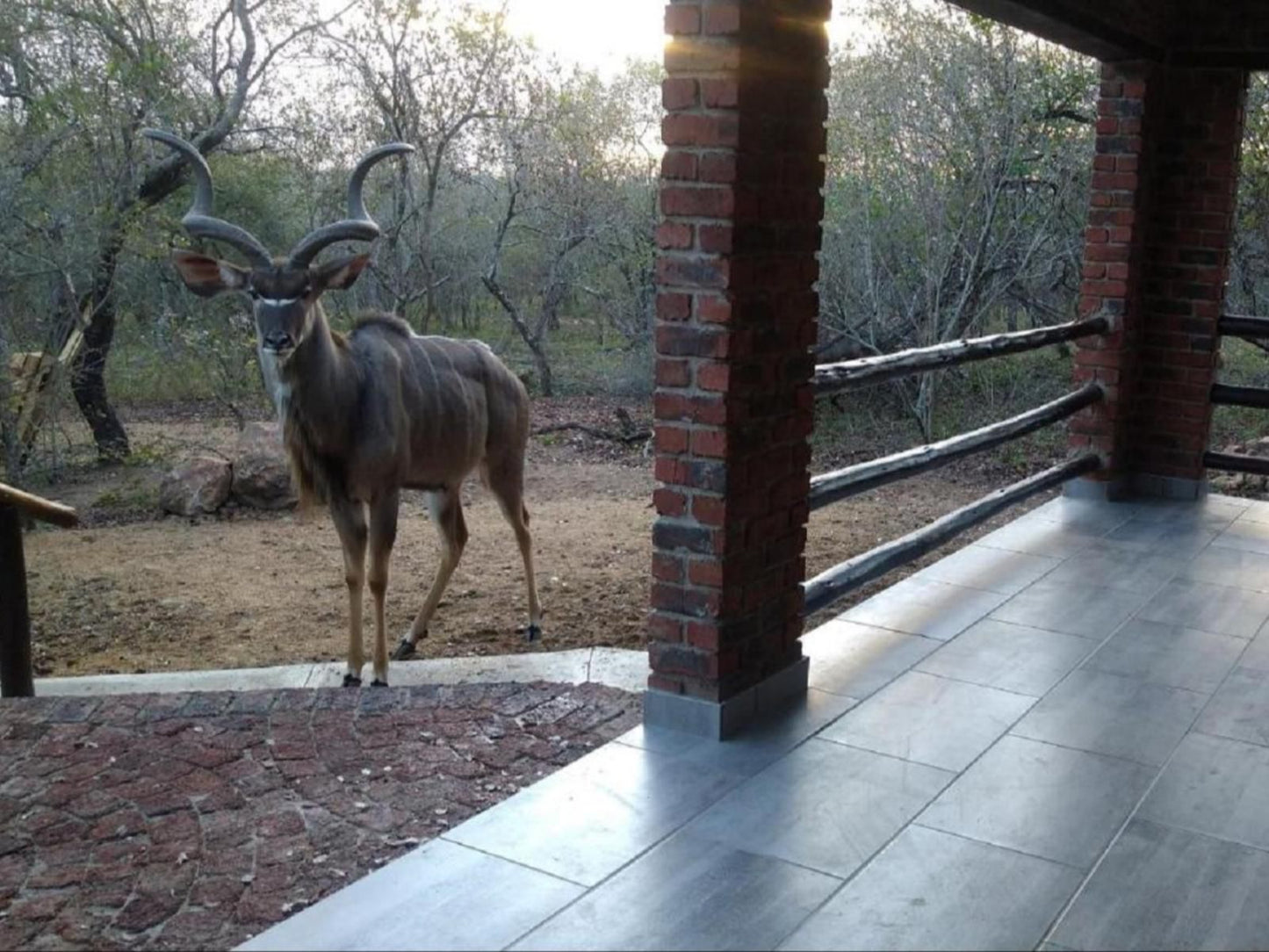 Villa De Leeu Marloth Park Mpumalanga South Africa Unsaturated, Animal