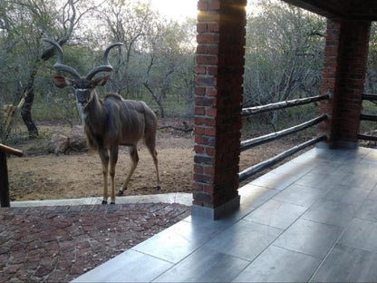 Villa De Leeu Marloth Park Mpumalanga South Africa Unsaturated, Animal