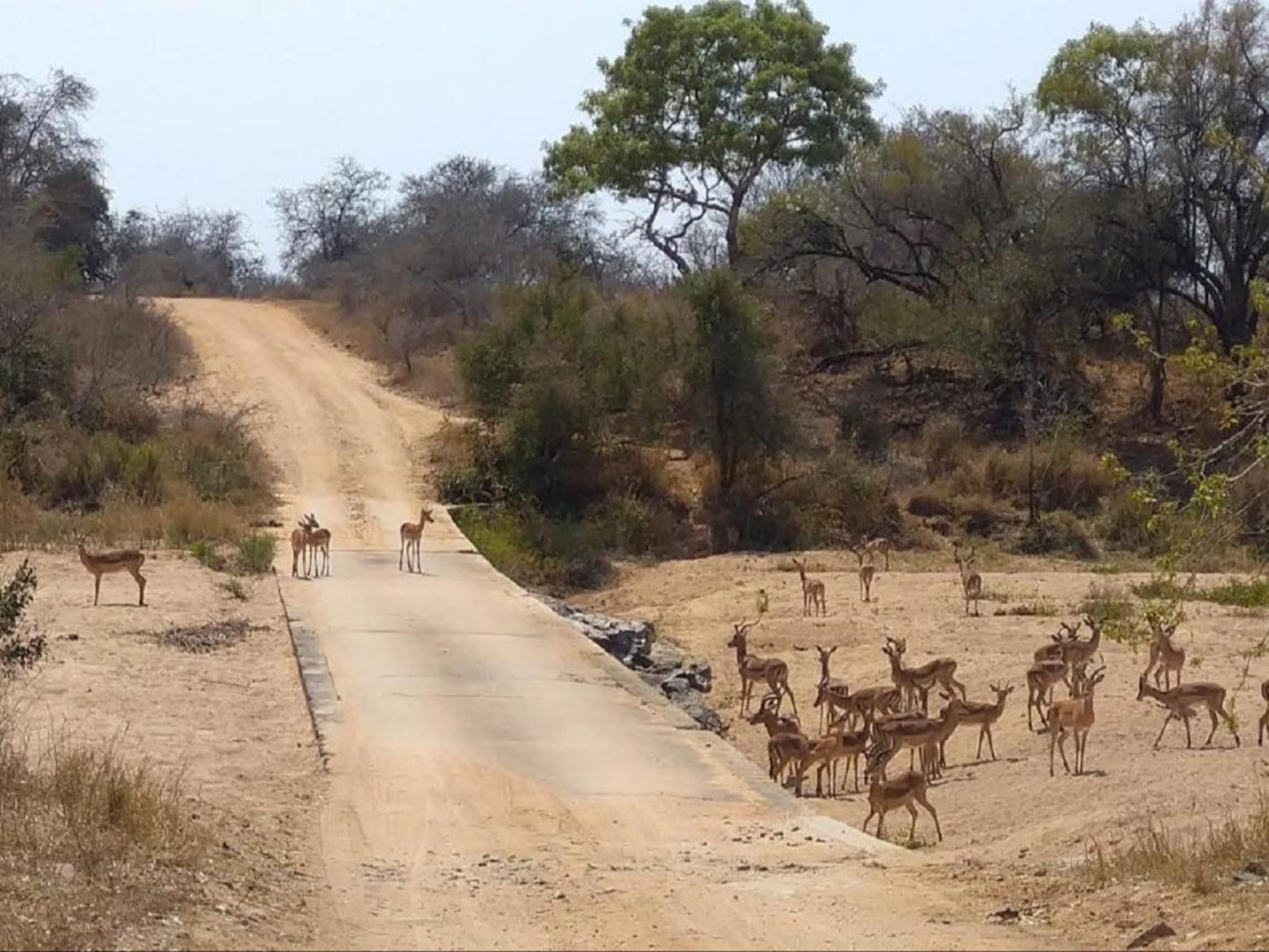 Villa De Leeu Marloth Park Mpumalanga South Africa Animal