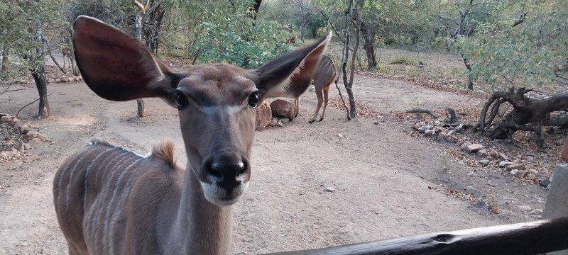 Villa De Leeu Marloth Park Mpumalanga South Africa Unsaturated, Animal