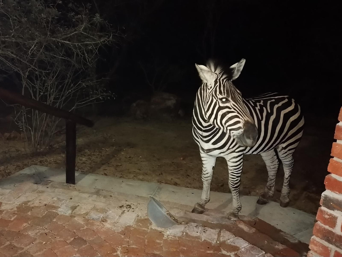 Villa De Leeu Marloth Park Mpumalanga South Africa Zebra, Mammal, Animal, Herbivore