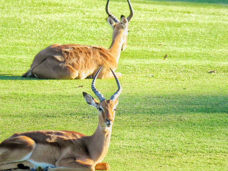 Villa 1916 San Lameer San Lameer Southbroom Kwazulu Natal South Africa Deer, Mammal, Animal, Herbivore