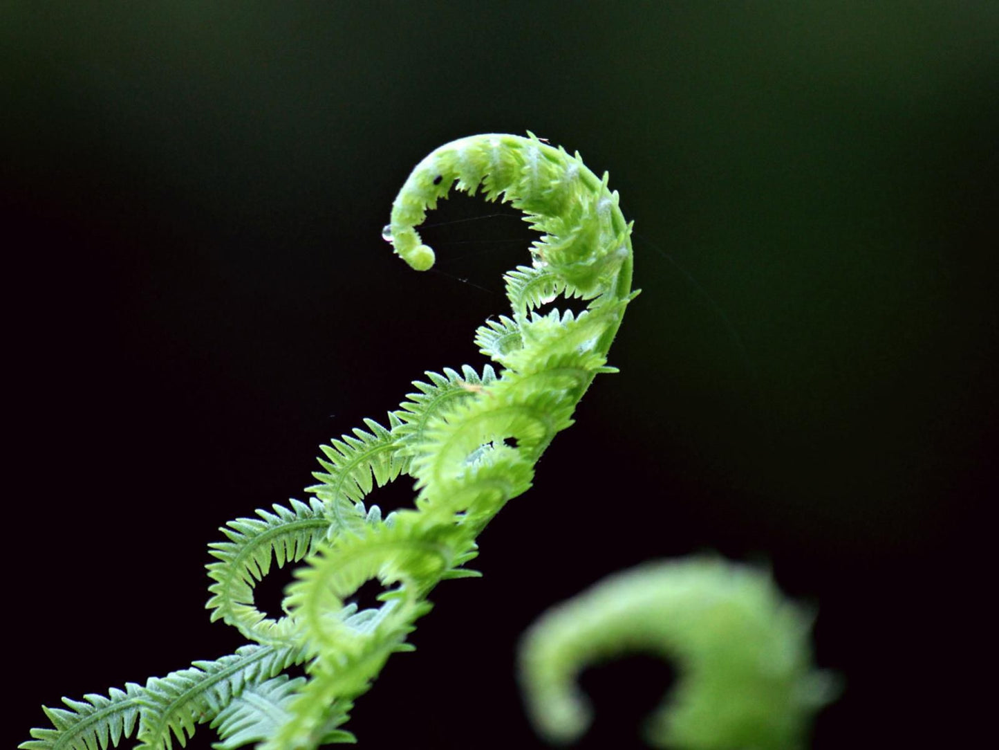 Villa Palmera Linkside Mossel Bay Mossel Bay Western Cape South Africa Animal, Caterpillar, Insect