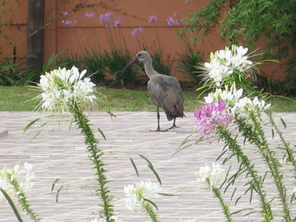 Villa Prince Imperial Vryheid Kwazulu Natal South Africa Bird, Animal