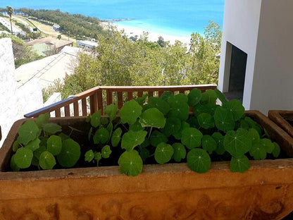 Villa Vista De Bakke Mossel Bay Mossel Bay Western Cape South Africa Balcony, Architecture, Plant, Nature, Garden