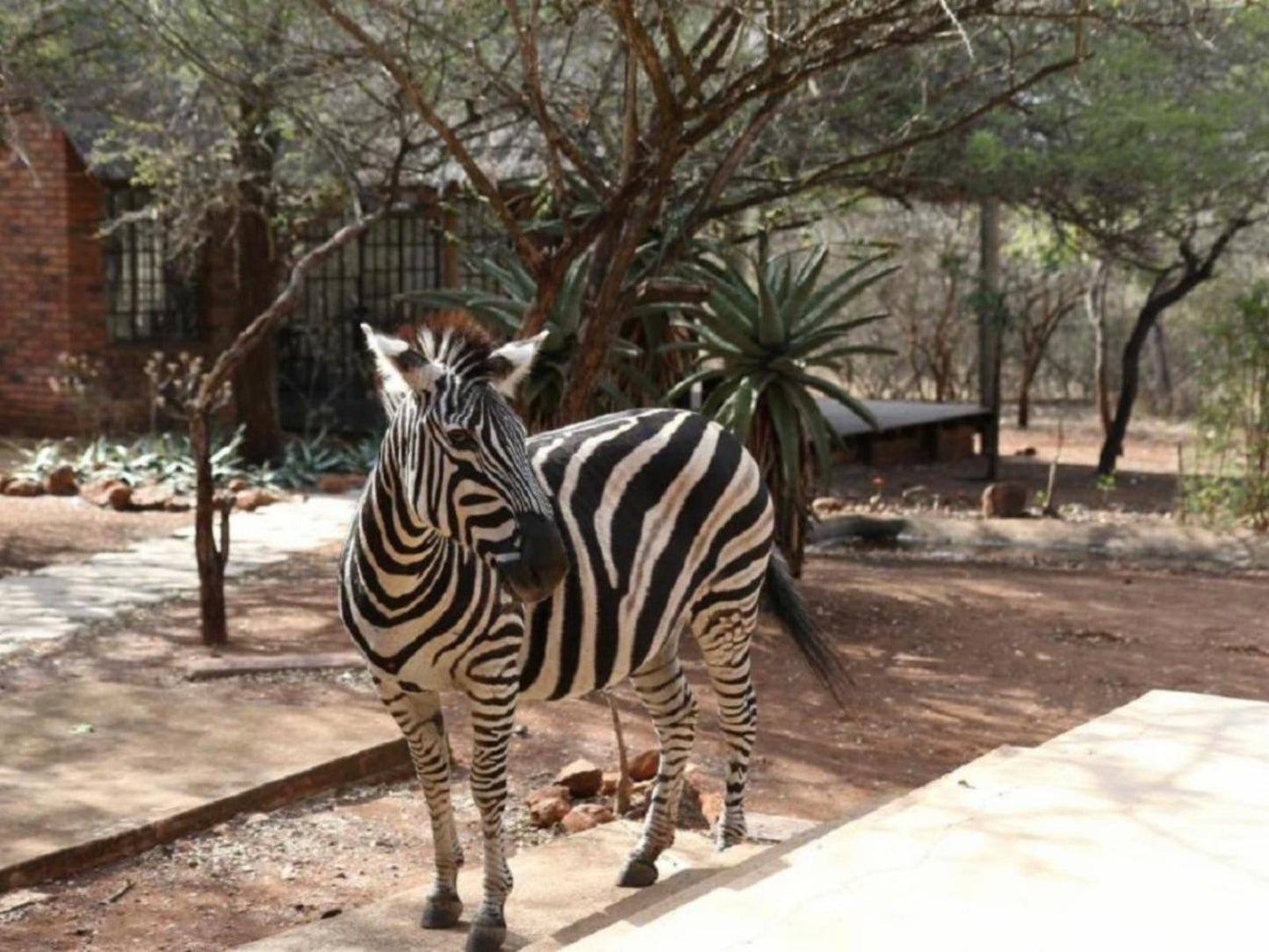 Villa Zazu Marloth Park Mpumalanga South Africa Sepia Tones, Zebra, Mammal, Animal, Herbivore