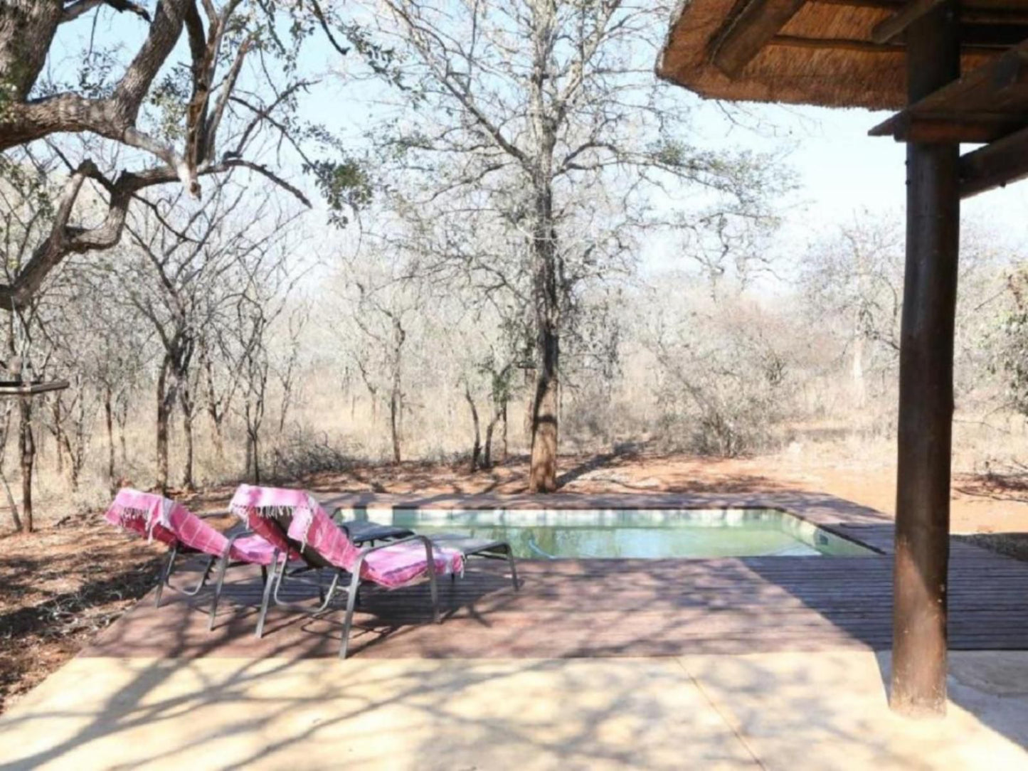 Villa Zazu Marloth Park Mpumalanga South Africa Swimming Pool