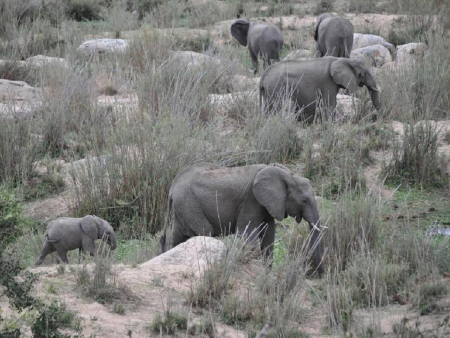 Villa Zazu Marloth Park Mpumalanga South Africa Colorless, Elephant, Mammal, Animal, Herbivore