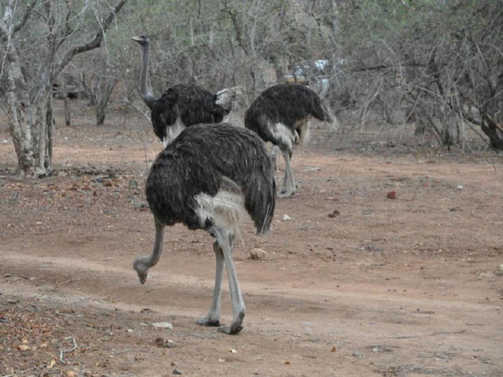 Villa Zazu Marloth Park Mpumalanga South Africa Unsaturated, Ostrich, Bird, Animal