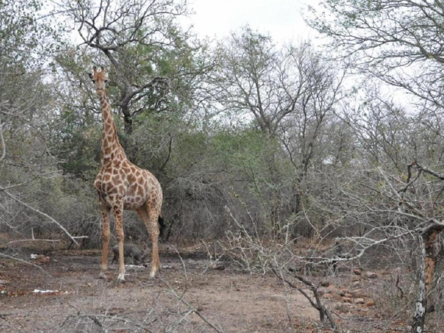 Villa Zazu Marloth Park Mpumalanga South Africa Unsaturated, Giraffe, Mammal, Animal, Herbivore