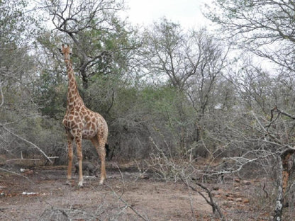 Villa Zazu Marloth Park Mpumalanga South Africa Unsaturated, Giraffe, Mammal, Animal, Herbivore