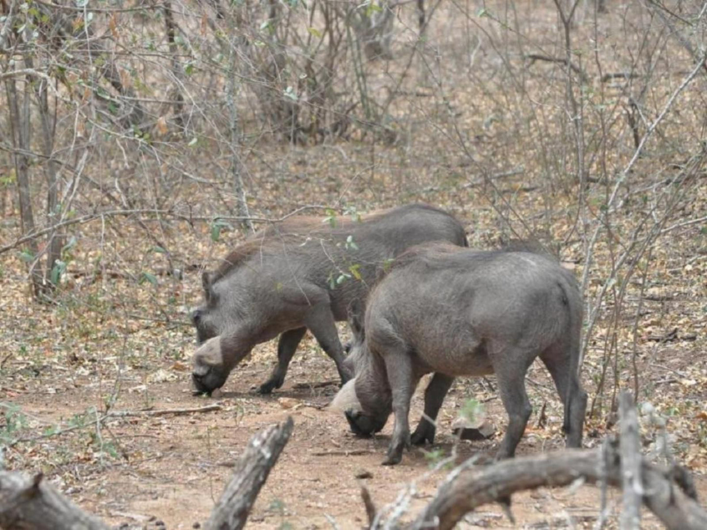 Villa Zazu Marloth Park Mpumalanga South Africa Unsaturated, Animal