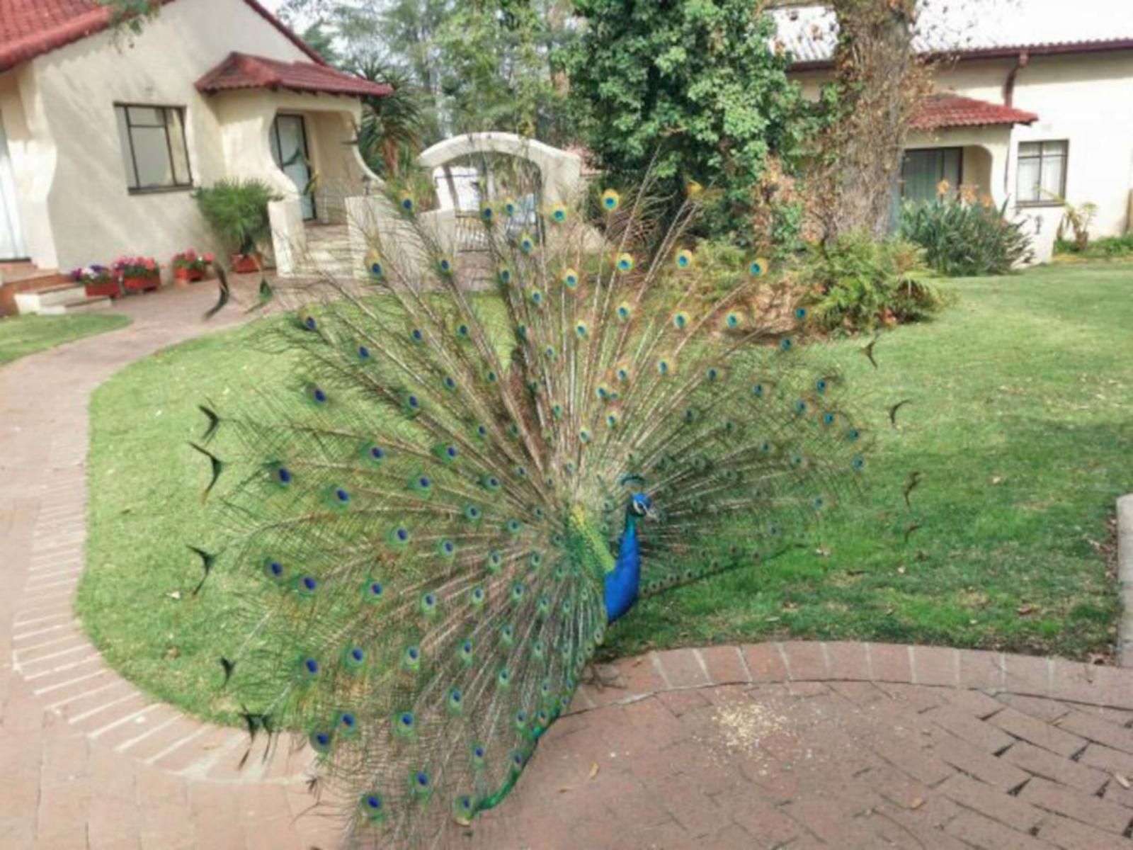 Villa Botanica Kyalami Johannesburg Gauteng South Africa Peafowl, Bird, Animal, Plant, Nature