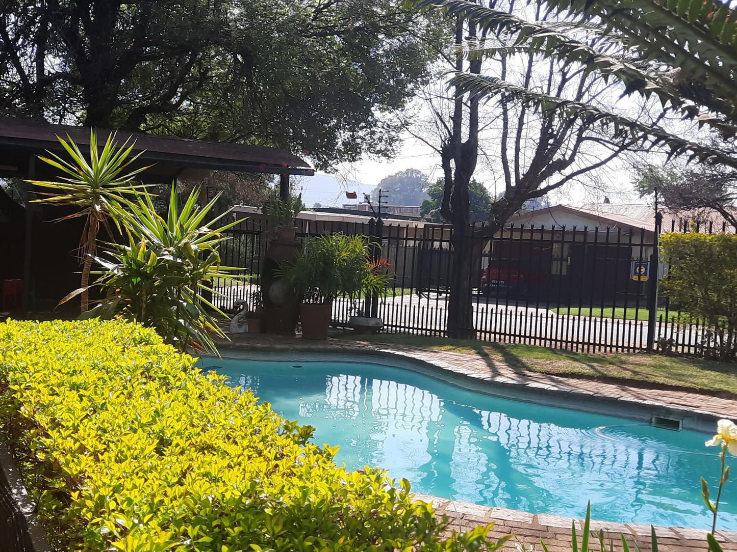 Villa D Rust Guesthouse Wonderboom Pretoria Tshwane Gauteng South Africa Palm Tree, Plant, Nature, Wood, Swimming Pool