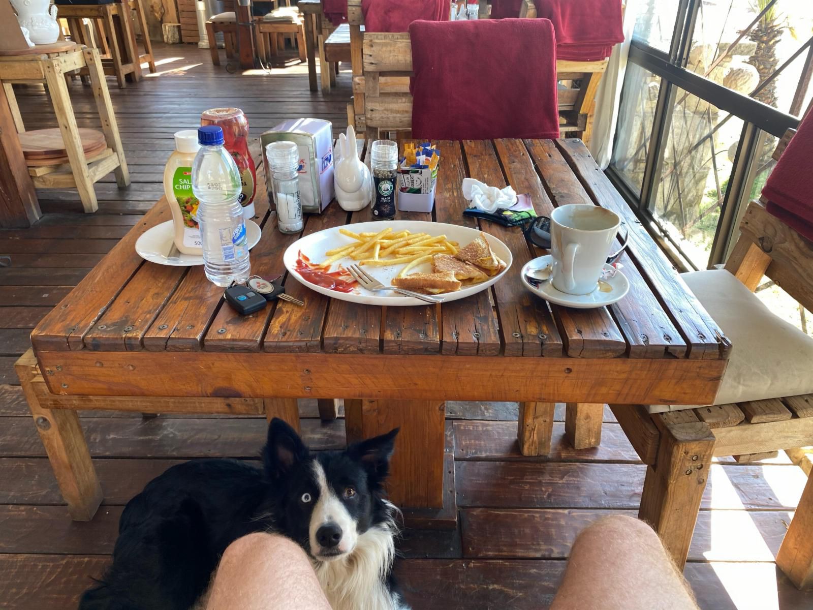 Villa On Joubert Ladybrand Free State South Africa Dog, Mammal, Animal, Pet, Cup, Drinking Accessoire, Drink, French Fries, Dish, Food