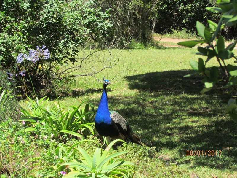 Villa Panorama Cove Rock East London Eastern Cape South Africa Peafowl, Bird, Animal