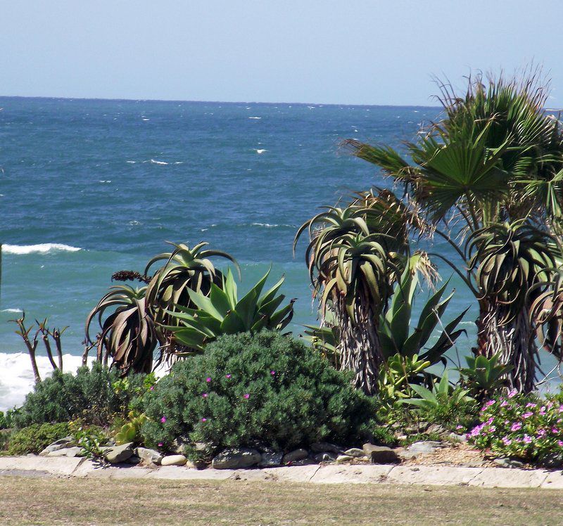 Villa Roux Jeffreys Bay Eastern Cape South Africa Beach, Nature, Sand, Palm Tree, Plant, Wood