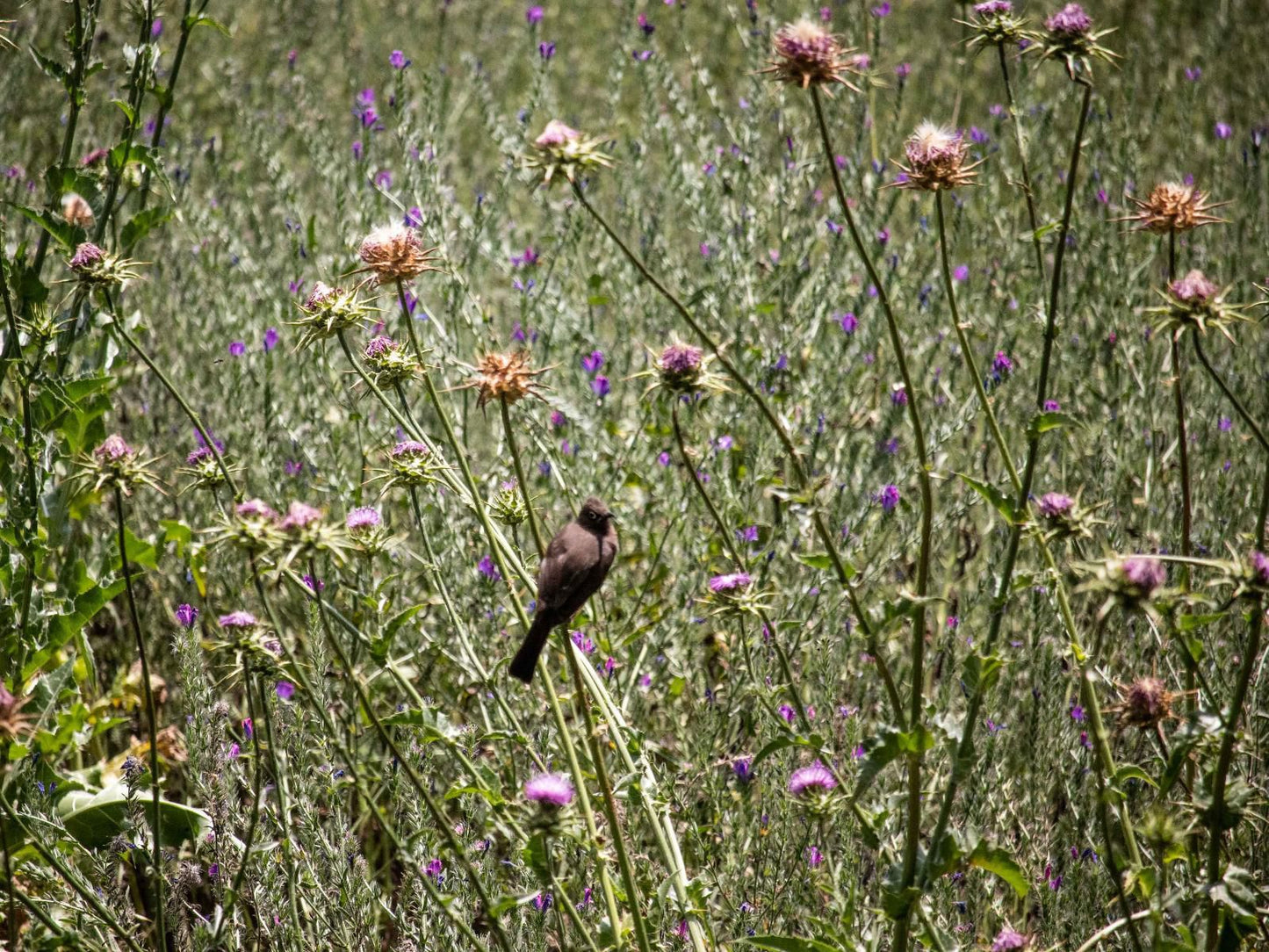 Vindoux Guest Farm And Spa Tulbagh Western Cape South Africa Meadow, Nature