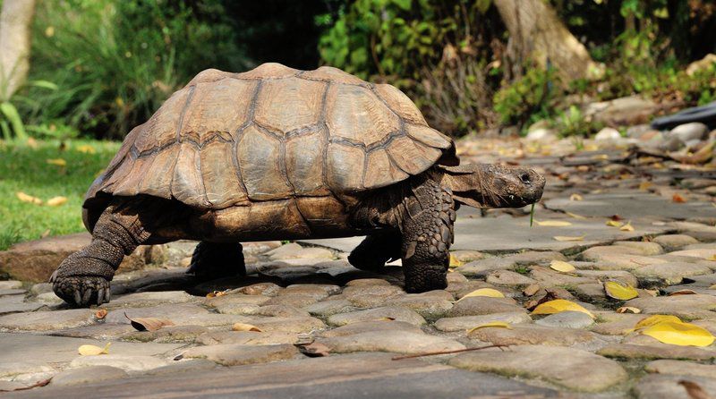 Vineyard Hotel Newlands Cape Town Western Cape South Africa Reptile, Animal, Turtle