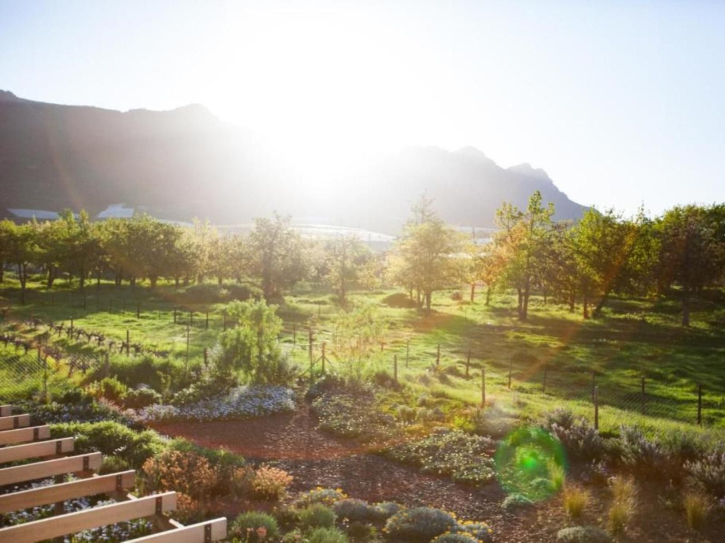 Vineyard Views Country House Riebeek Kasteel Western Cape South Africa Garden, Nature, Plant