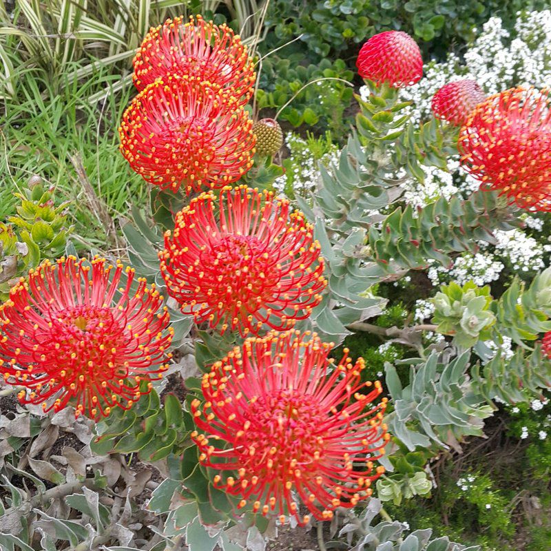 Vip Beach Villa Greenways Strand Western Cape South Africa Cactus, Plant, Nature