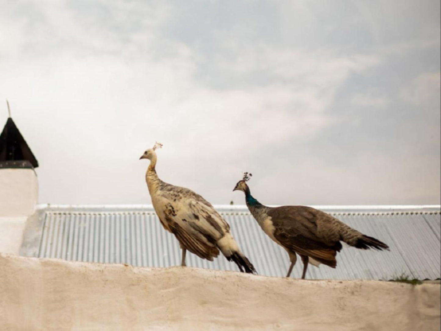 Vleidam Guest Farm Koringberg Piketberg Western Cape South Africa Bird, Animal