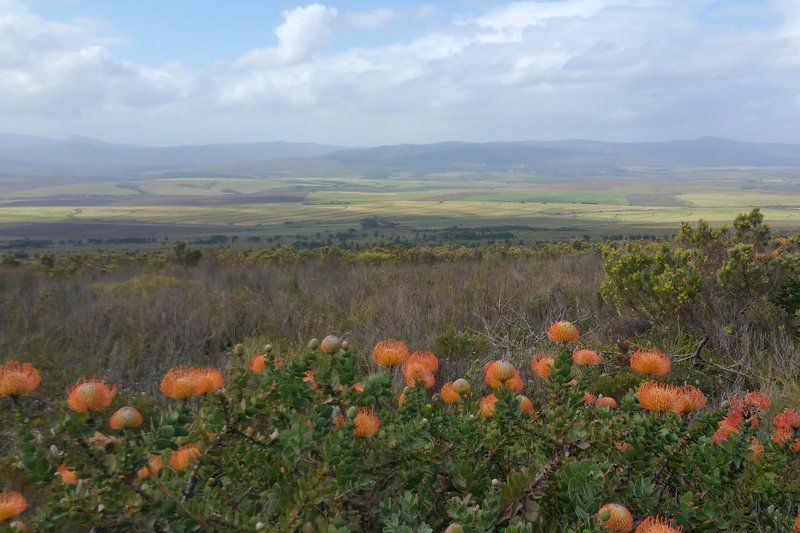 Vleiroos Cottage Sandberg Fynberg Reserve Baardskeerdersbos Western Cape South Africa Complementary Colors, Cactus, Plant, Nature, Lowland