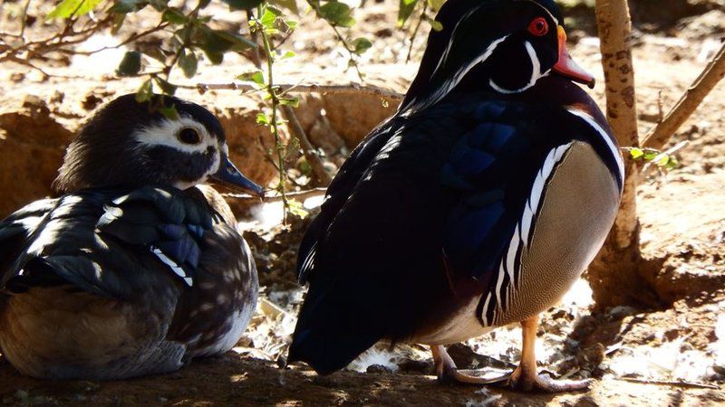 Voorbegin Bosveldverblyf Mabalingwe Nature Reserve Bela Bela Warmbaths Limpopo Province South Africa Bird, Animal