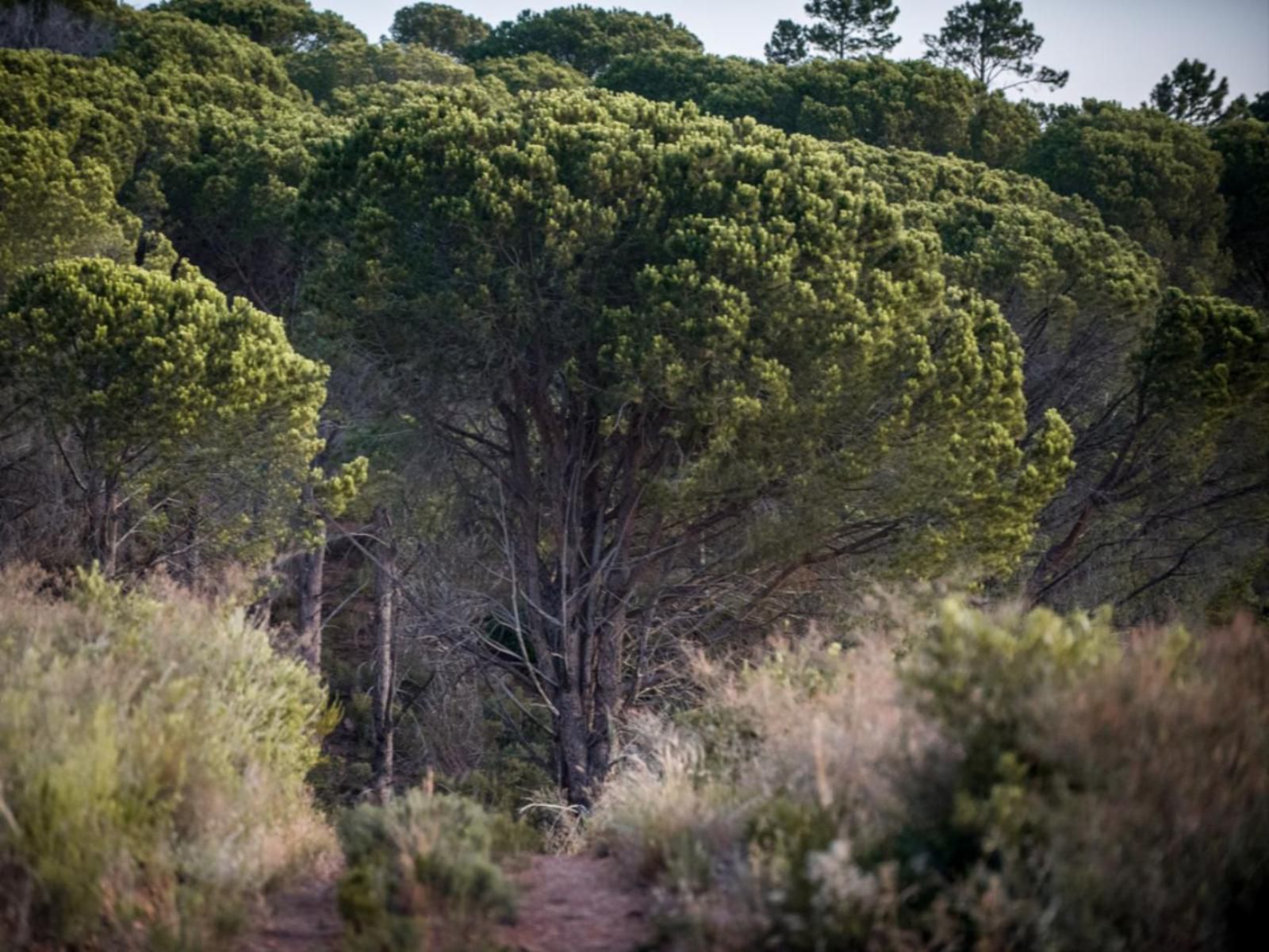 Vrede Self Catering, Forest, Nature, Plant, Tree, Wood