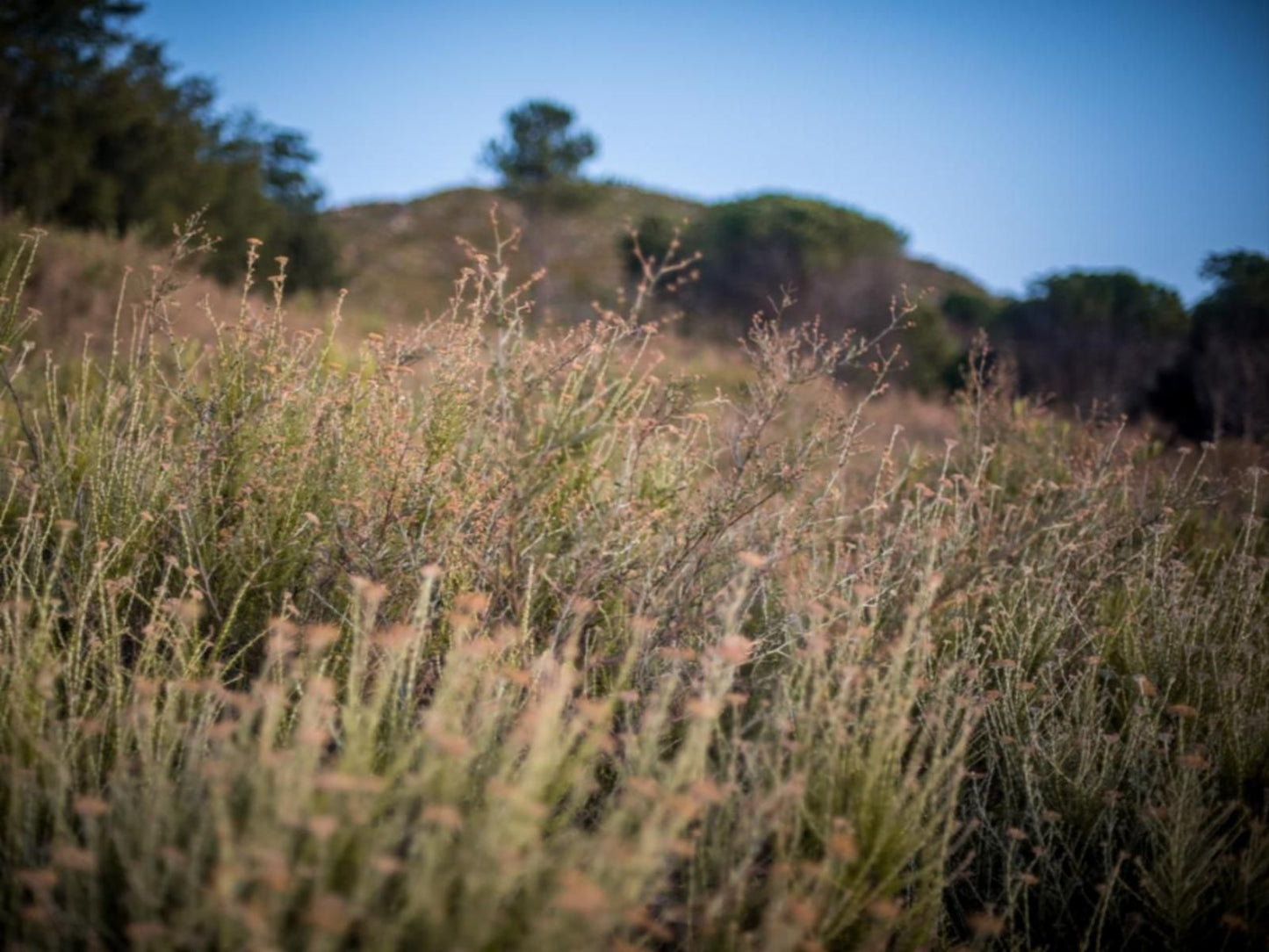 Vrede Self Catering, Field, Nature, Agriculture, Plant