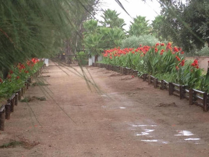 Vredelus Country Estate Upington Northern Cape South Africa Palm Tree, Plant, Nature, Wood, Garden