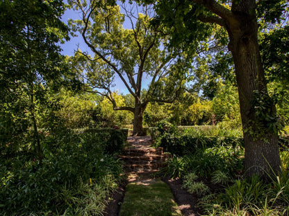 Vredenburg Manor House Raithby Stellenbosch Western Cape South Africa Plant, Nature, Tree, Wood, Garden