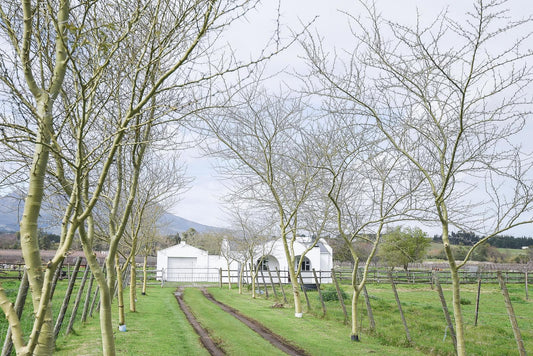 Vredenheim Guesthouse Devonvallei Stellenbosch Western Cape South Africa Highland, Nature