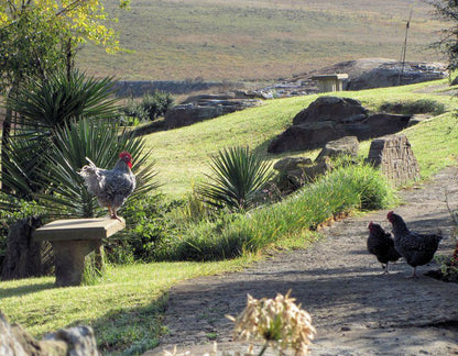 Vreugde Gasteplaas Self Catering Warden Free State South Africa Chicken, Bird, Animal, Agriculture, Farm Animal