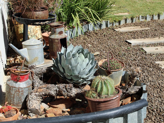 Vrugtegeur Guest Farm, Cactus, Plant, Nature, Garden