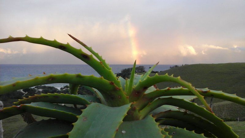 Vukani Backpackers Mdumbi Eastern Cape South Africa Cactus, Plant, Nature, Rainbow, Sunset, Sky