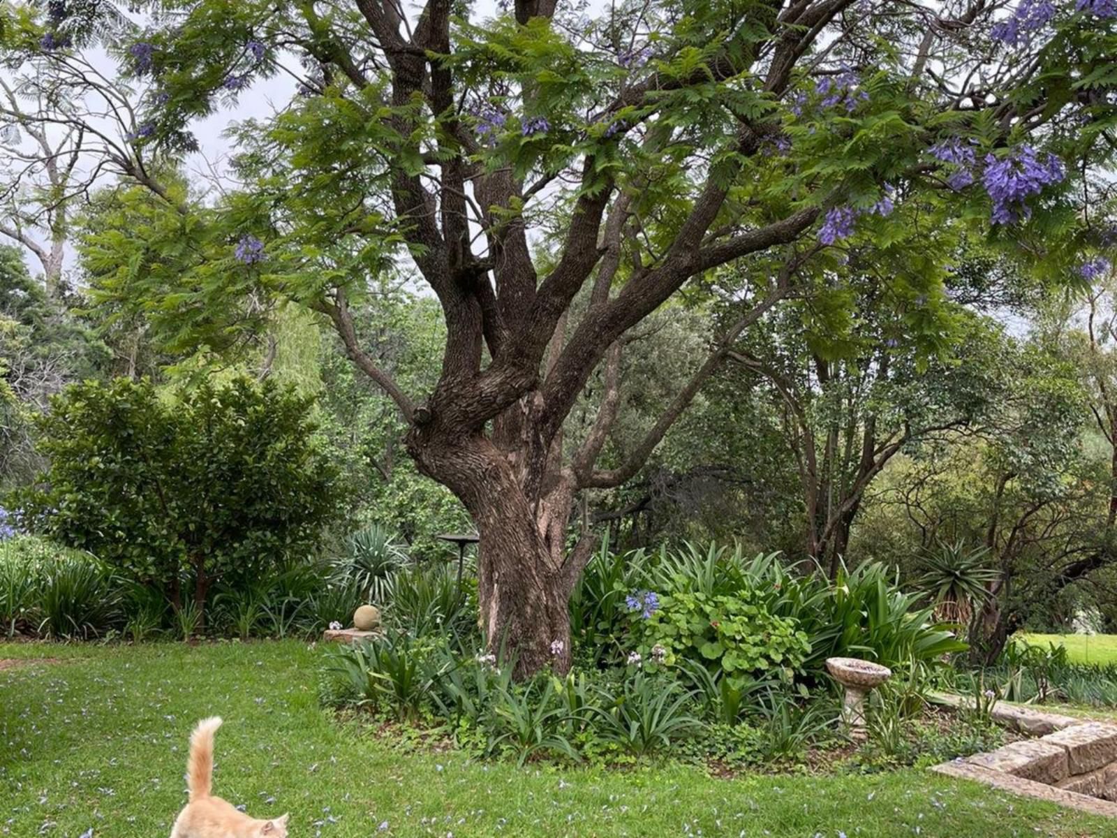 Vultures Lodge Zastron Free State South Africa Plant, Nature, Tree, Wood, Garden