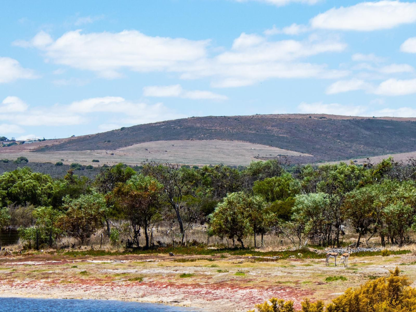 Vyge Valley Estate Darling Western Cape South Africa Complementary Colors, Nature