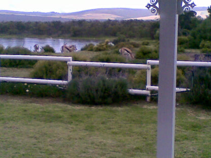 Vyge Valley Estate Darling Western Cape South Africa Animal