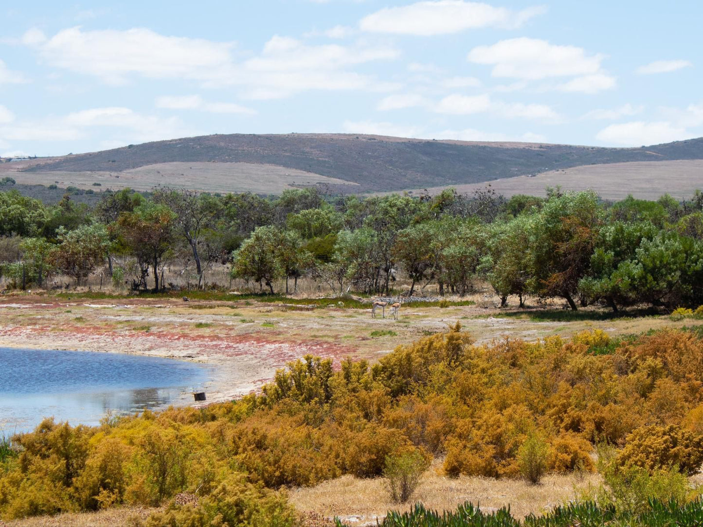 Vyge Valley Estate Darling Western Cape South Africa Complementary Colors, River, Nature, Waters