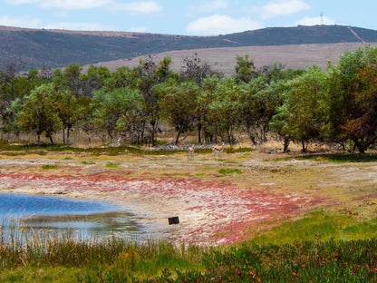 Vyge Valley Estate Darling Western Cape South Africa Lowland, Nature