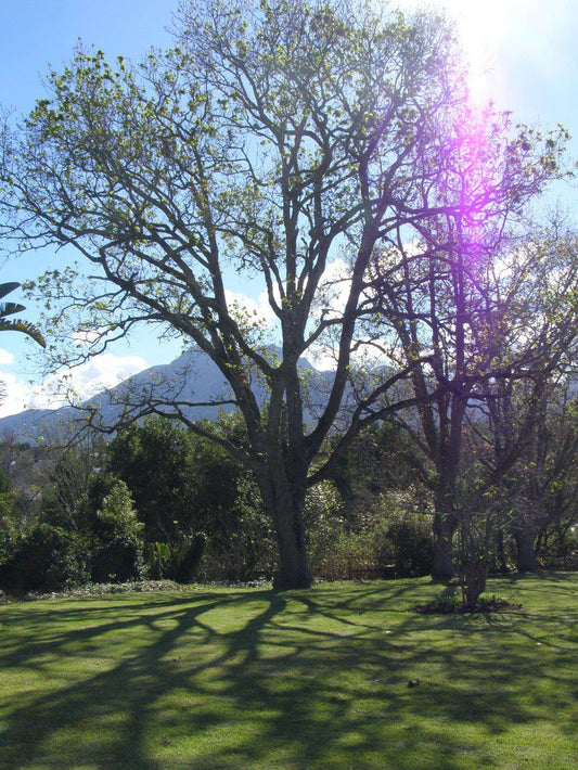 Wagendrift Glenwood George George Western Cape South Africa Complementary Colors, Plant, Nature, Tree, Wood