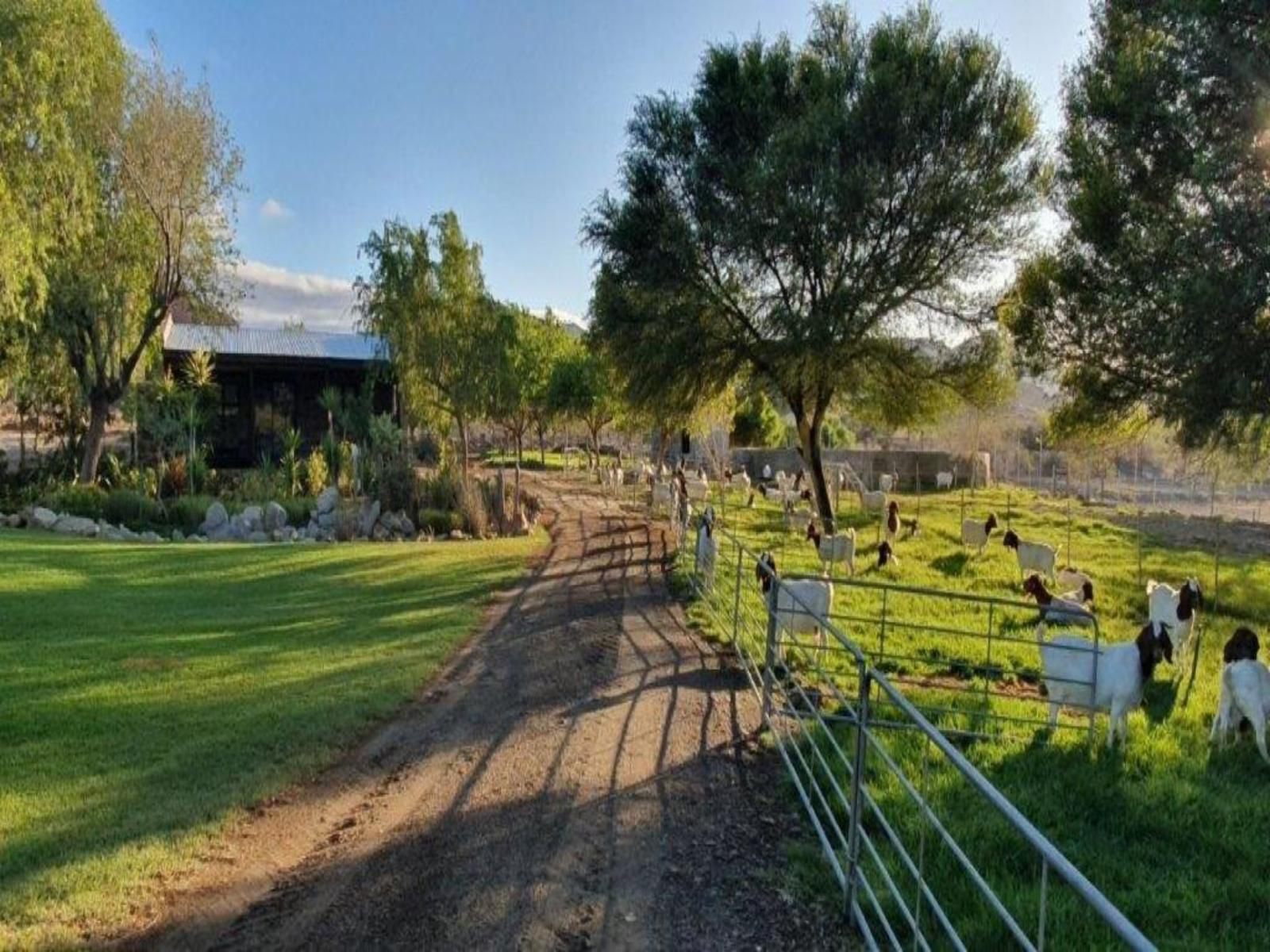 Wagendrift Lodge Laingsburg Western Cape South Africa Plant, Nature, Garden