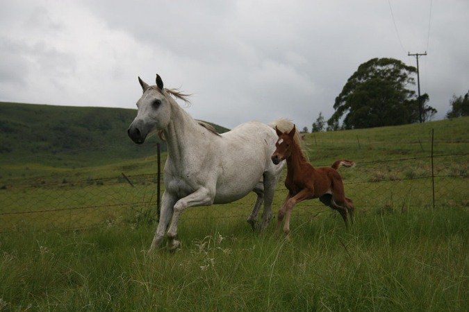 Wakkerstroom Valley Guest House Wakkerstroom Mpumalanga South Africa Dog, Mammal, Animal, Pet, Horse, Herbivore, Meadow, Nature