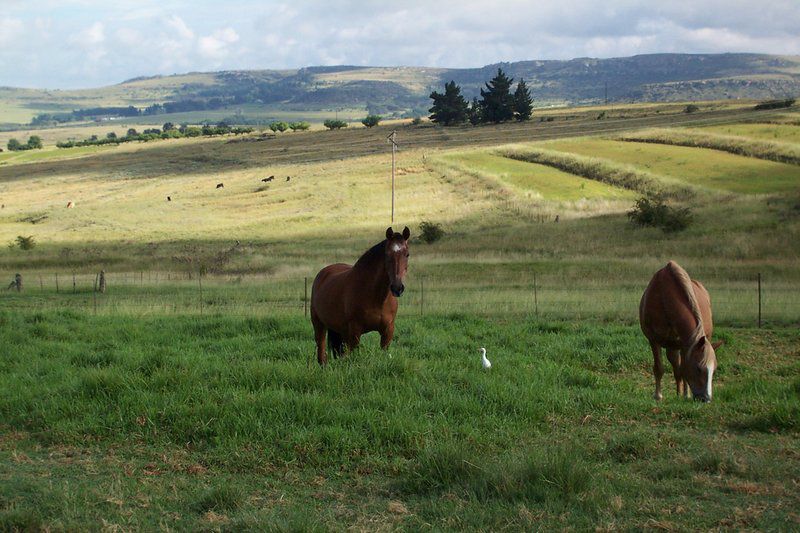 Walkabout Estate Guest Farm Ficksburg Free State South Africa Horse, Mammal, Animal, Herbivore