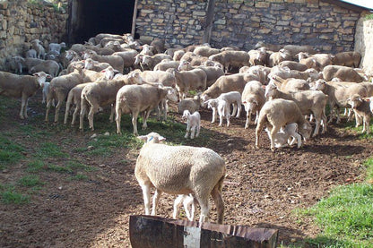 Walkabout Estate Guest Farm Ficksburg Free State South Africa Sheep, Mammal, Animal, Agriculture, Farm Animal, Herbivore